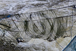Freshwater fish in the net above the flowing water.
