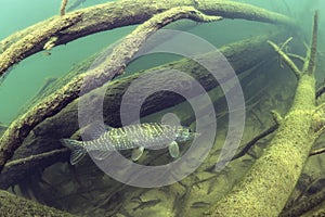 Freshwater fish Northern pike Esox lucius Underwater photography photo