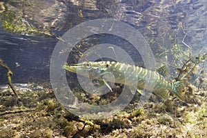 Freshwater fish Northern pike Esox lucius underwater