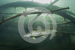 Freshwater fish Northern pike Esox lucius Underwater photography