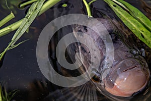 Freshwater fish Osphronemus goramy or Giant gourami fish in water
