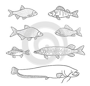 Freshwater fish in outlines - vector illustration