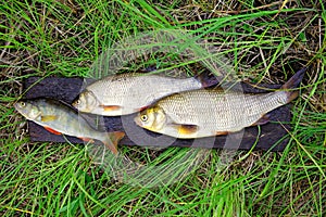 Freshwater fish - perch and ide