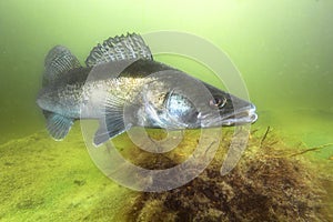 Pikeperch underwater photography photo
