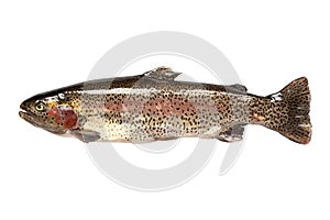 Freshwater fish. rainbow trout (Oncorhynchus mykiss photo