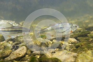 Riffle minnow Alburnoides bipunctatus underwater photography