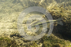 Riffle minnow Alburnoides bipunctatus underwater photography