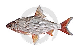 Freshwater fish roach isolated on a white background.