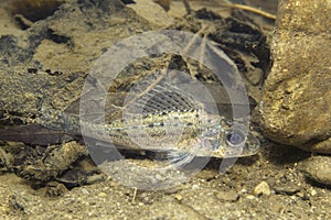 Freshwater fish Ruffe Gymnocephalus cernuus in the beautiful clean pound. Underwater photography in the river habitat. Wild life