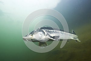 Freshwater fish Russian sturgeon, acipenser gueldenstaedti in the beautiful clean river. Underwater photography of swimming