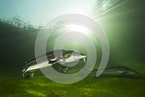 Freshwater fish Russian sturgeon, acipenser gueldenstaedti in the beautiful clean river. Underwater photography