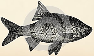 The freshwater fish - rutilus roach (Rutilus rutilus)