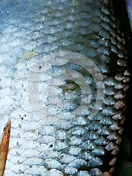 Freshwater fish scales