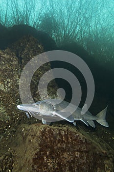 Freshwater fish Siberian Sturgeon, Acipenser baeri in the beautiful clean river. Underwater photography of swimming sturgeon in