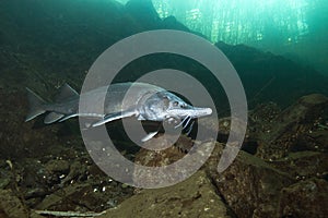 Freshwater fish Siberian Sturgeon, Acipenser baeri in the beautiful clean river. Underwater photography of swimming sturgeon in