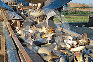 Freshwater fish sorting