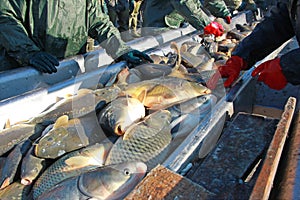 Freshwater fish sorting