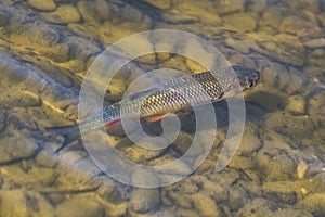 Freshwater fish Squalius cephalus aka european chub is swimming in his habitat in lake Kacabaja in Czech republic.