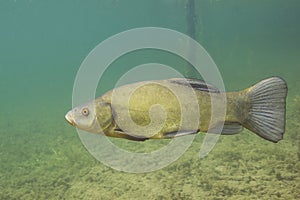 Freshwater fish tench Tinca tinca Underwater photography