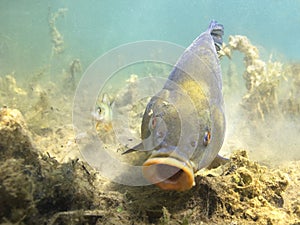 Freshwater fish tench Tinca tinca Underwater photography