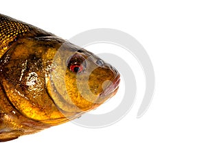 Freshwater fish tench on a white background