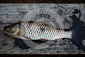 Freshwater fish of Thailand, Hampala barb