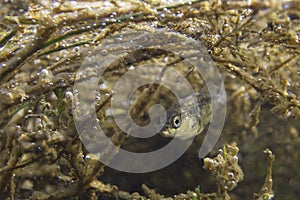 Freshwater fish Three spined stickleback Gasterosteus aculeatus underwater