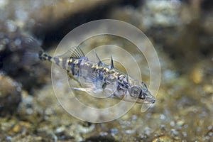 Freshwater fish Three spined stickleback Gasterosteus aculeatus underwater