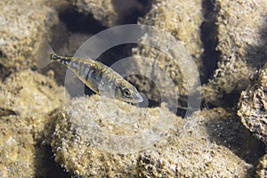 Freshwater fish Three spined stickleback Gasterosteus aculeatus underwater photo