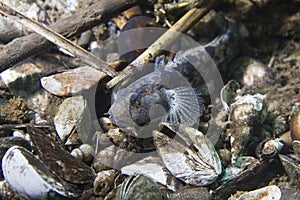 Freshwater fish Tubenose goby Proterorhinus marmoratus