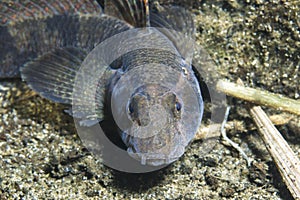 Freshwater fish Tubenose goby Proterorhinus marmoratus underwater