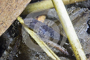 Freshwater fish Tubenose goby Proterorhinus marmoratus underwater