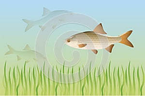 Freshwater fish under water