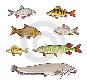 Freshwater fish - vector illustration photo