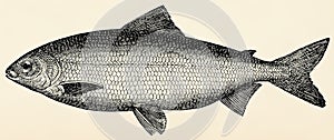 The freshwater fish - whitefish (Coregonus Wartmanni).