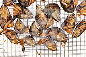 Freshwater fish in wire mesh for drying.