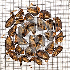 Freshwater fish in wire mesh for drying.