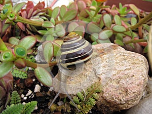 Freshwater garden snail slug slowly crawls on the rock