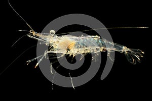 Freshwater Ghost Shrimp or Glass Shrimp