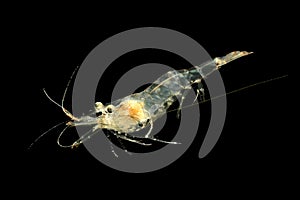 Freshwater Ghost Shrimp or Glass Shrimp