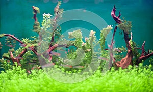 Freshwater green aquarium.