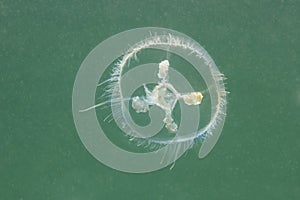 Freshwater jellyfish Craspedacusta sowerbii, Underwater photograph