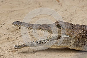 Freshwater or Johnstone\'s River Crocodile