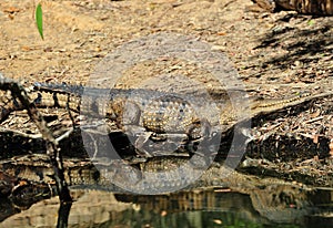 Freshwater or johnstons crocodile,kakadu,australia