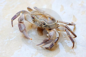 Freshwater land crab