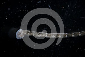 Freshwater leech Piscicola geometra by microscope. Rear end. Parasite, disease of fish photo