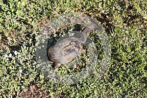 Freshwater Long Necked Swamp Tortoise .