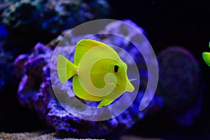 Freshwater and marine aquarium fish - pet shop location