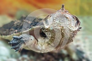 Freshwater matamata fringed turtle Chelus fimbriatus swims in an aquarium