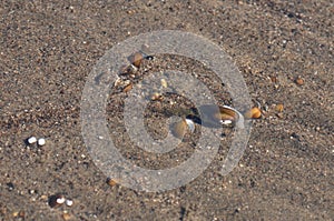 Freshwater mussels, aquatic bivalve mulluscs unionoida.